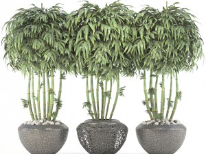 bamboo trees 3D Model