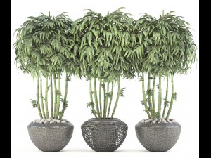 bamboo trees 3D Model