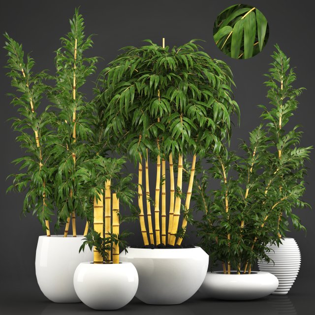 golden bamboo trees 3D मॉडल .c4d .max .obj .3ds .fbx .stl .blend 