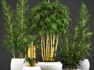 golden bamboo trees 3D Model