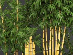 golden bamboo trees 3D Model