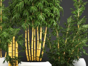 golden bamboo trees 3D Model
