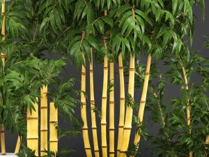 golden bamboo trees 3D Model