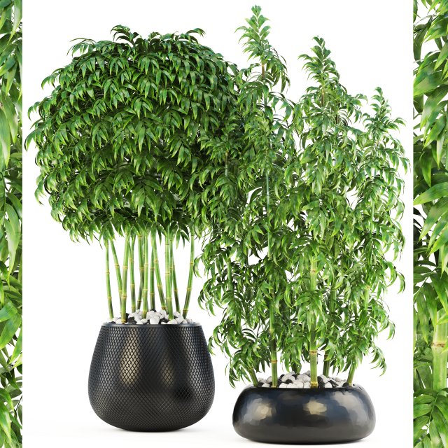 bamboo trees Model 3D .c4d .max .obj .3ds .fbx .stl .blend 