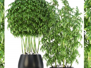 bamboo trees Modelo 3D