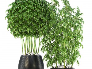 bamboo trees Model 3D