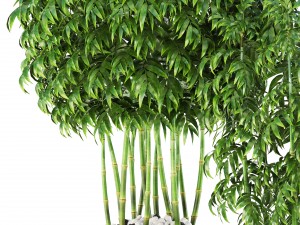 bamboo trees Model 3D