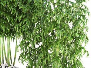 bamboo trees Model 3D