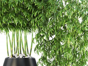 bamboo trees Model 3D