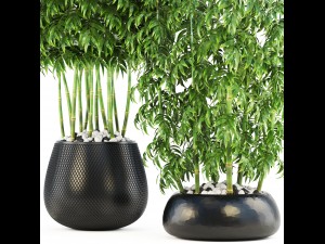 bamboo trees Model 3D