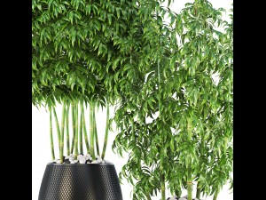bamboo trees Model 3D