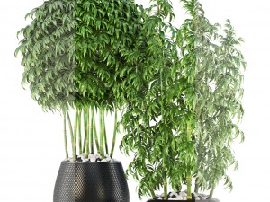 bamboo trees Model 3D