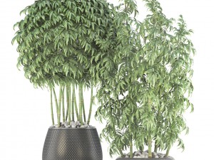 bamboo trees Model 3D