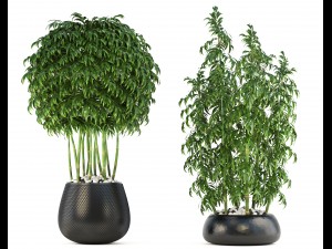 bamboo trees Model 3D