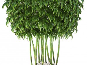 bamboo trees Model 3D