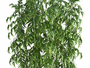 bamboo trees Model 3D