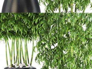 bamboo trees Model 3D