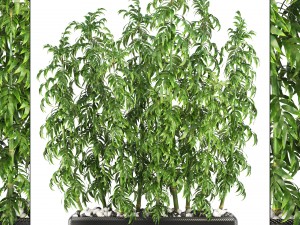 bamboo trees Modelo 3D