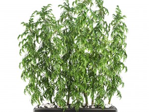 bamboo trees 3D मॉडल