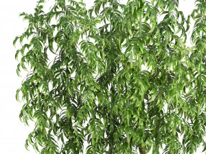 bamboo trees 3D मॉडल