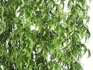 bamboo trees 3D मॉडल