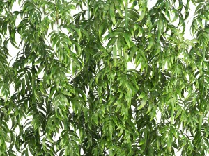 bamboo trees 3D मॉडल