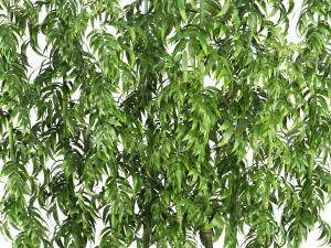 bamboo trees 3D मॉडल