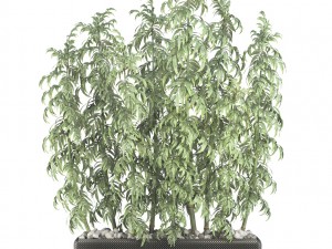 bamboo trees 3D मॉडल