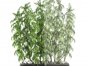 bamboo trees 3D मॉडल