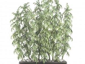 bamboo trees 3D मॉडल