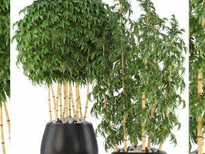 golden bamboo trees Modelo 3D
