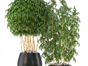 golden bamboo trees 3D Model