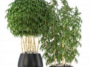 golden bamboo trees 3D Model