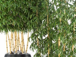 golden bamboo trees 3D Model