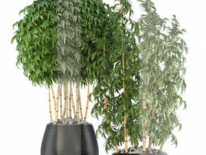 golden bamboo trees 3D Model