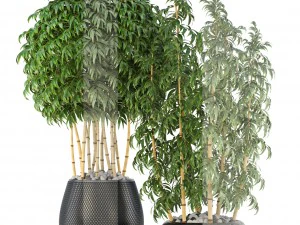 golden bamboo trees 3D Model