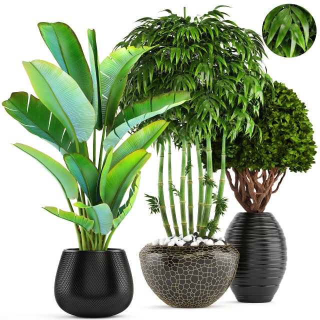 collection of tropical plants 3D 模型 .c4d .max .obj .3ds .fbx .stl .blend