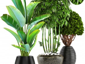 collection of tropical plants Modelo 3D