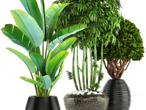 collection of tropical plants 3D Model