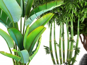 collection of tropical plants 3D 模型