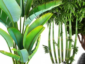 collection of tropical plants 3D Model