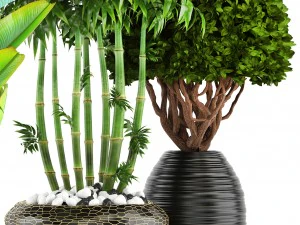 collection of tropical plants 3D Model