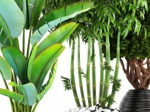 collection of tropical plants 3D Model