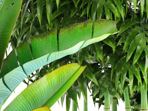 collection of tropical plants 3D Model