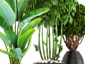 collection of tropical plants 3D Model