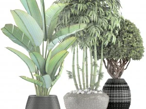 collection of tropical plants 3D Model