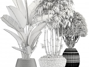 collection of tropical plants 3D 模型