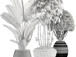 collection of tropical plants 3D Model