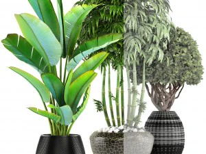 collection of tropical plants 3D Model