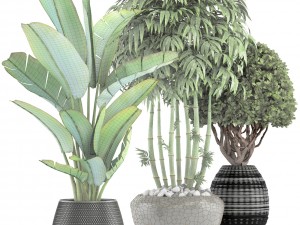 collection of tropical plants 3D 模型